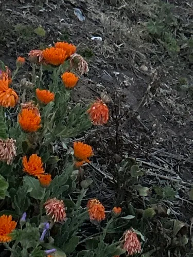 Pot Marigold — photo by essaxgal