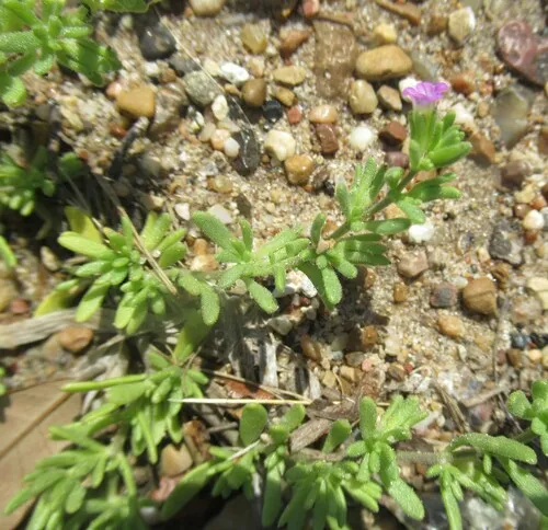 Seaside Petunia — photo by Linda Jo Conn