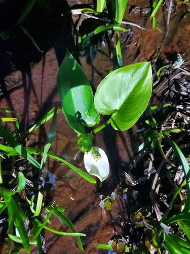 Water Arum — photo by ndoerr88