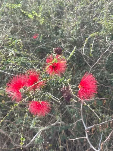 Red Powderpuff