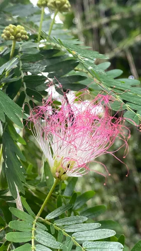 Surinamese Stickpea — photo by Matthew Dailey
