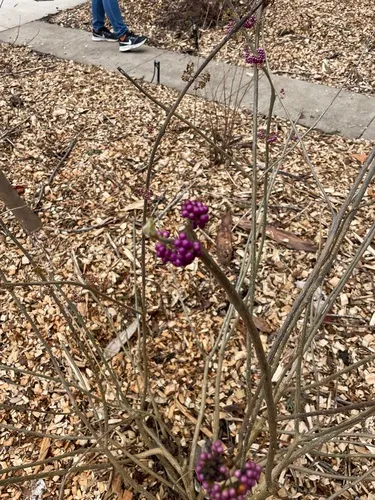 Purple Beautyberry