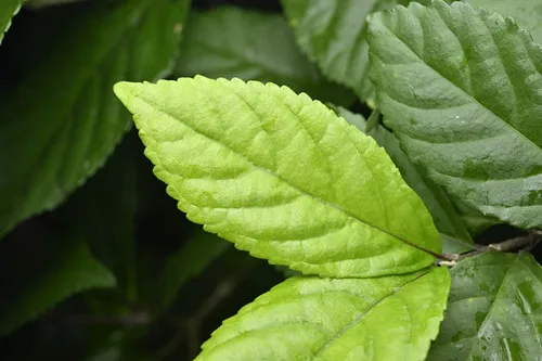Japanese Callicarpa