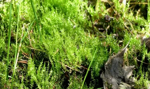 Calliergon Moss