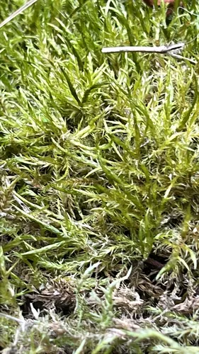 Calliergonella Moss