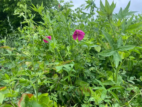 Bush's Poppymallow
