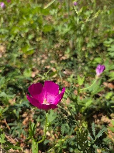 Purple Poppymallow