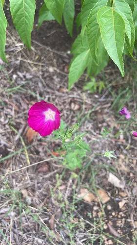 Tall Poppymallow