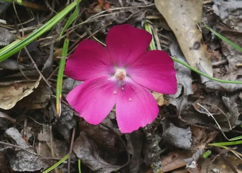 Woodland Poppymallow — photo by Jim Walker