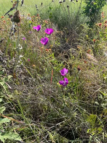 Palmleaf Poppymallow