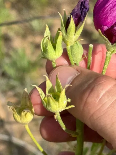 Texas Poppymallow