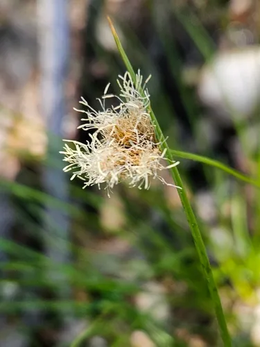 Fringed Cottongrass