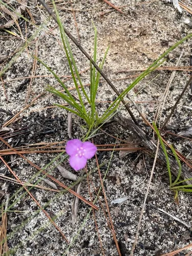 Grassleaf Roseling