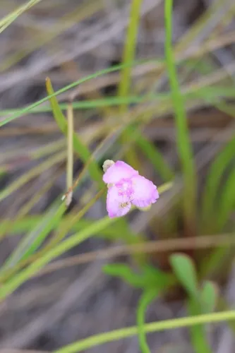Florida Scrub Roseling