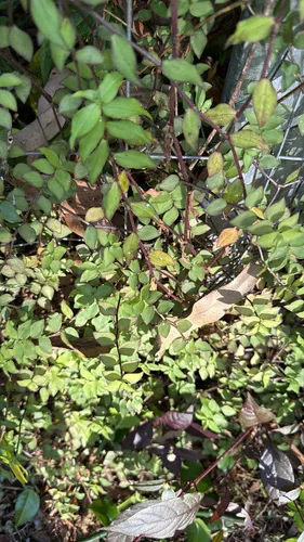 Creeping Inchplant