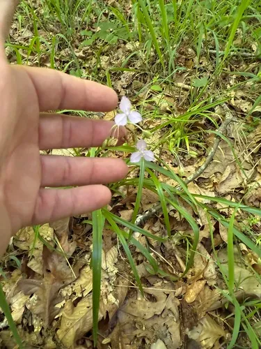 Piedmont Roseling