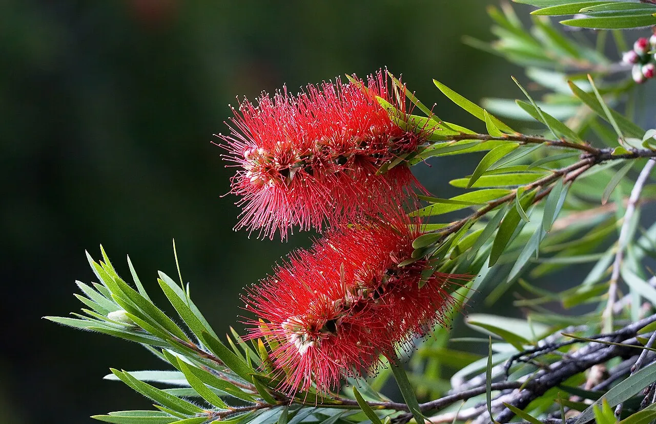 Crimson Bottlebrush — photo by JJ Harrison ( https://www.jjharrison.com.au/ )