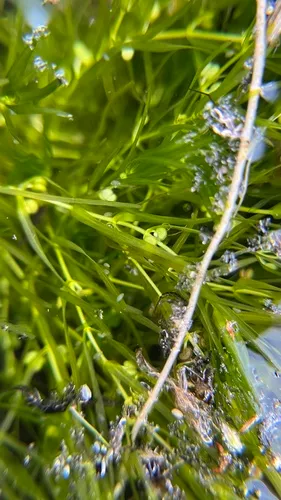 Fassett's Water-starwort