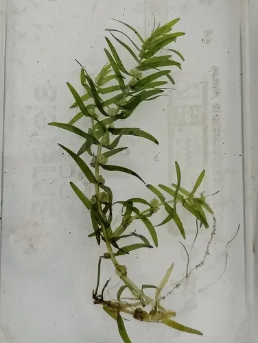 Northern Water-starwort