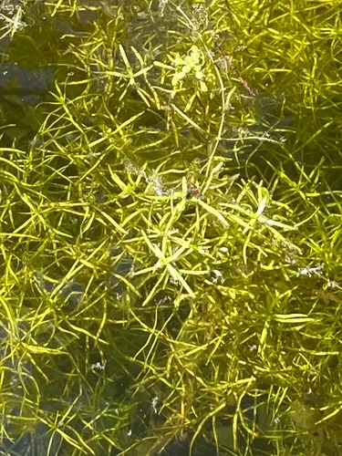 Twoheaded Water-starwort — photo by Michael Stanton