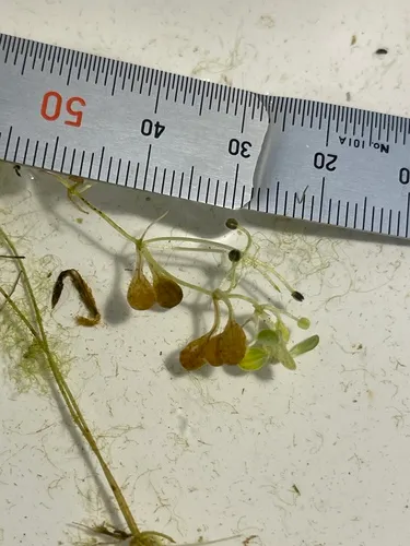 Longstock Water-starwort