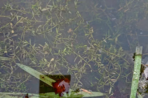 Vernal Water-starwort