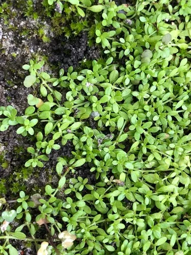 Nuttall's Water-starwort