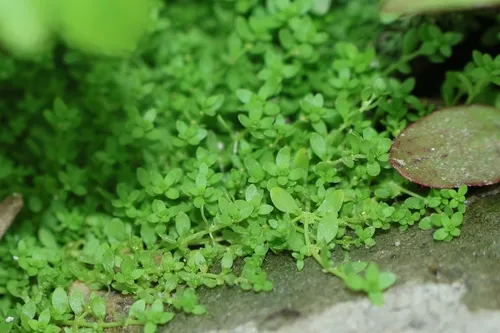Matted Water-starwort