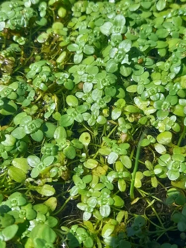 Pond Water-starwort — photo by Flavien Saboureau