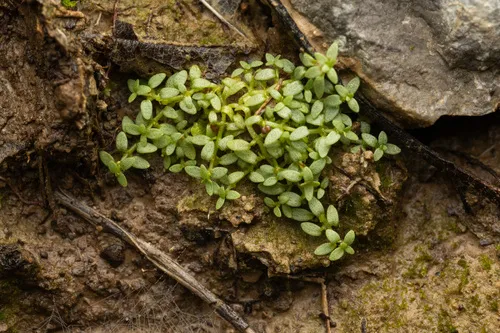 Terrestrial Water-starwort — photo by Emmett Collins-Sussman