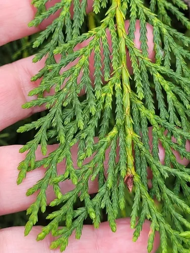 Alaska Cedar — photo by Kate Turner