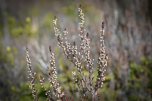 Heather — photo by Julie Vause