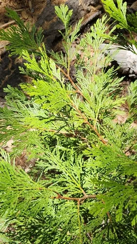 Incense Cedar — photo by Rod