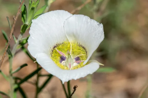 Doubting Mariposa Lily — photo by Ben Sims