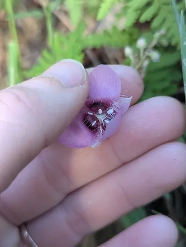 Purple Fairy-lantern — photo by A.H.
