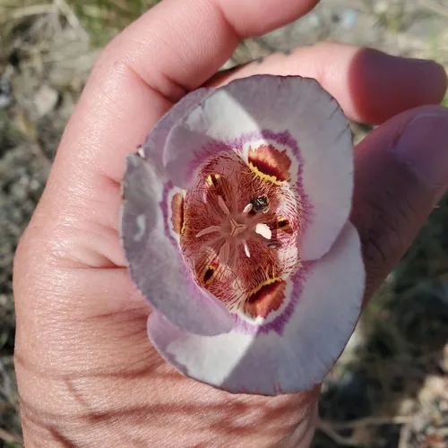 Clay Mariposa Lily — photo by Melody!