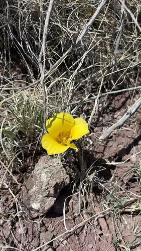 Golden Mariposa Lily — photo by Andrea N. Chavez