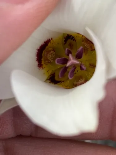 Bruneau Mariposa Lily