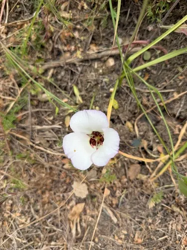 Santa Catalina Mariposa Lily — photo by dannygreen321