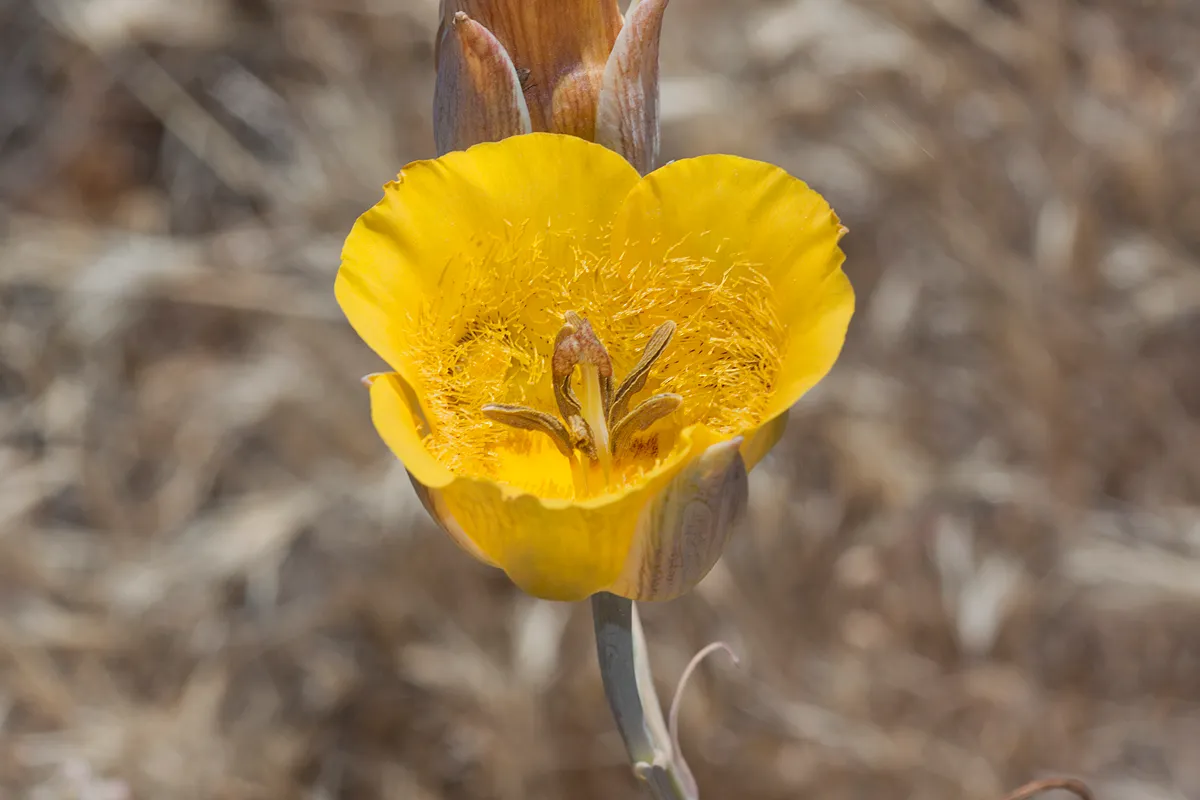 Clubhair Mariposa Lily (var. pallidus) — photo by Bill Bouton from San Luis Obispo, CA, USA