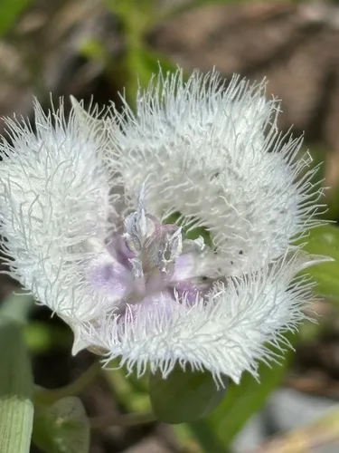 Beavertail Grass
