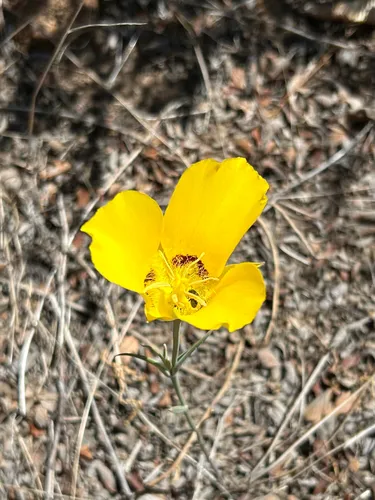 Goldenbowl Mariposa Lily — photo by patita23