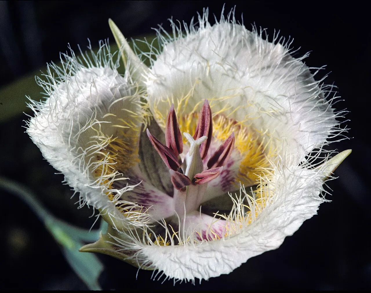 Cox's Mariposa Lily — photo by John Game