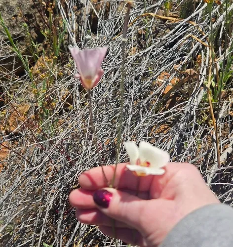 Dunn's Mariposa Lily — photo by Stacey Miller