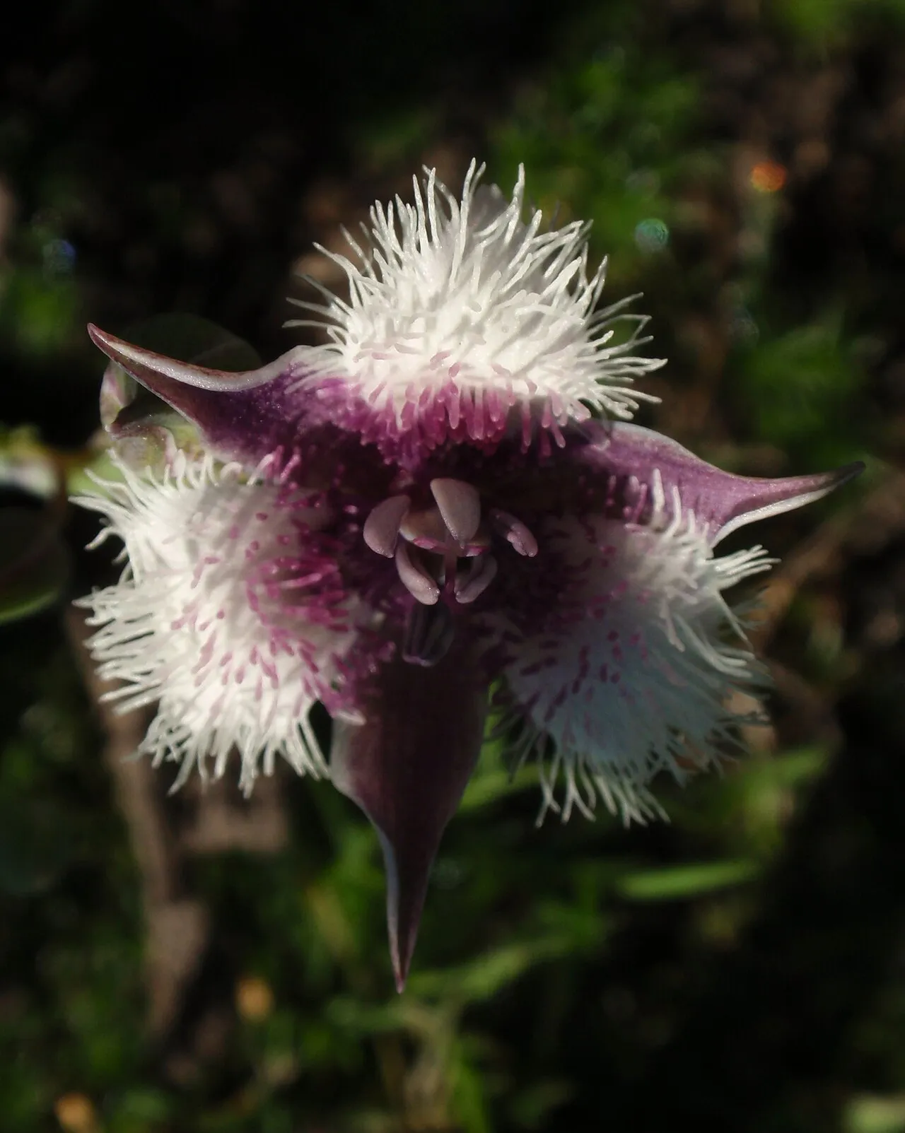 Elegant Mariposa Lily (var. nanus) — photo by Tom Hilton