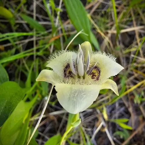 Elegant Mariposa Lily — photo by Carmel Cameron
