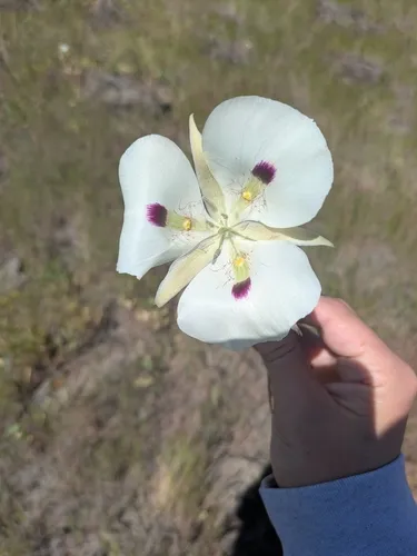White Mariposa Lily — photo by Gracin