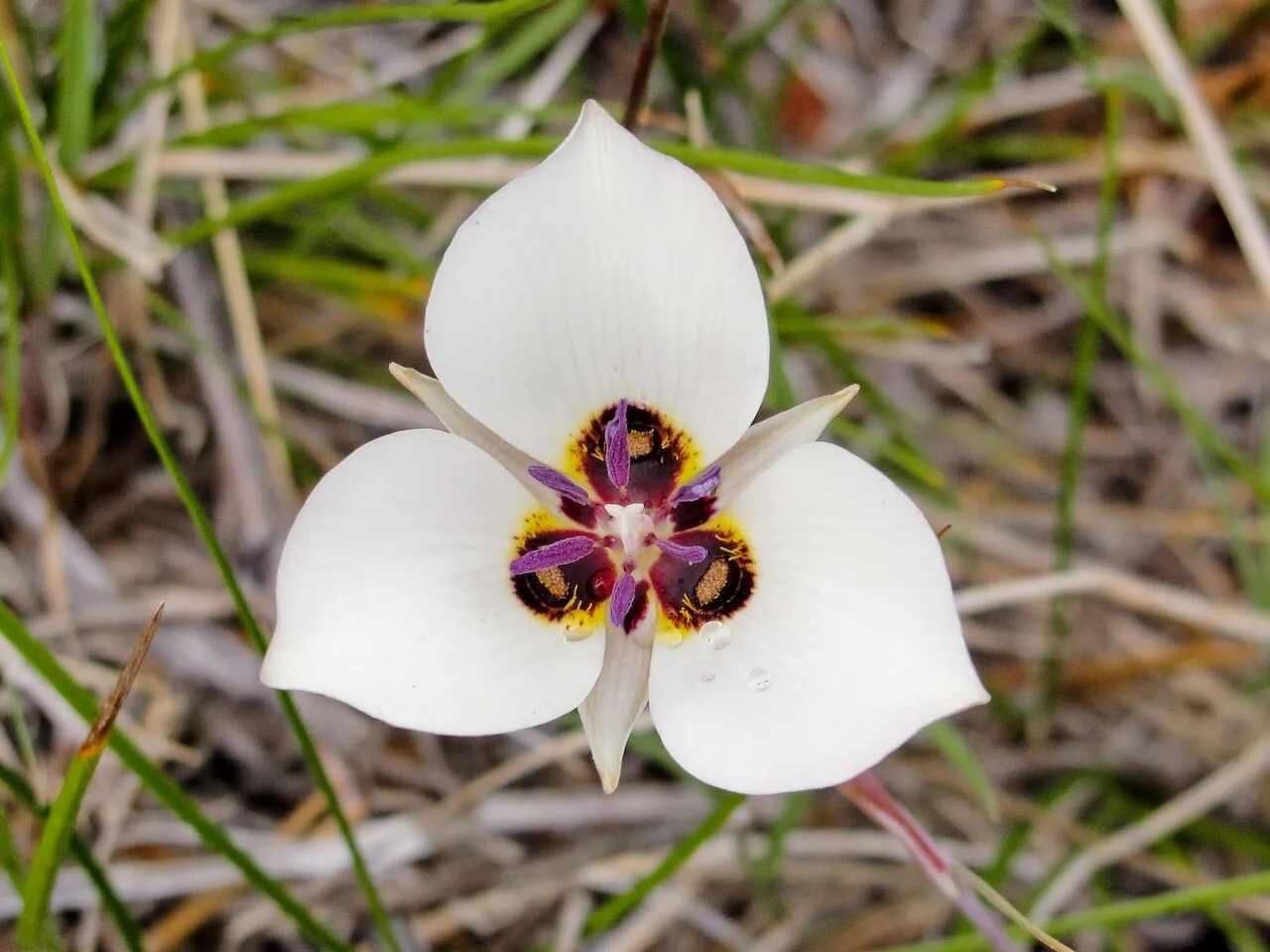 Inyo County Star-tulip — photo by Miguel Vieira from Walnut Creek, CA, USA