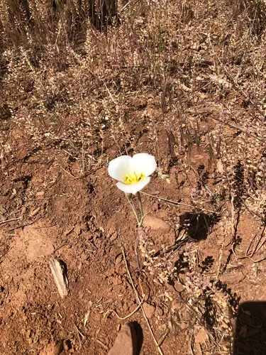 Gunnison's Mariposa Lily — photo by since1953