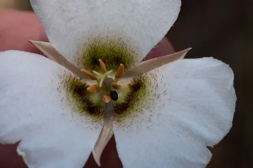 Howell's Mariposa Lily — photo by Peter Anthony Ricci